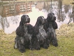 Harry, Doris & Svante