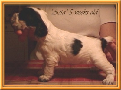 "Asta" 5 veckor