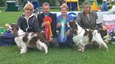 English Springer Spaniel Club Show