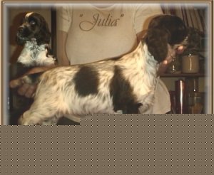 Julia