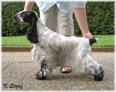 Backhill's Judy Garland 14 month